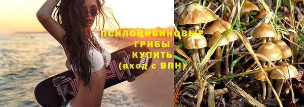 амф Тайга