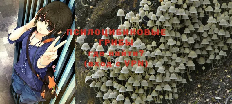 Псилоцибиновые грибы Psilocybe  наркота  omg   Тайга 